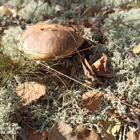 Jesień 2020 – grzybobranie