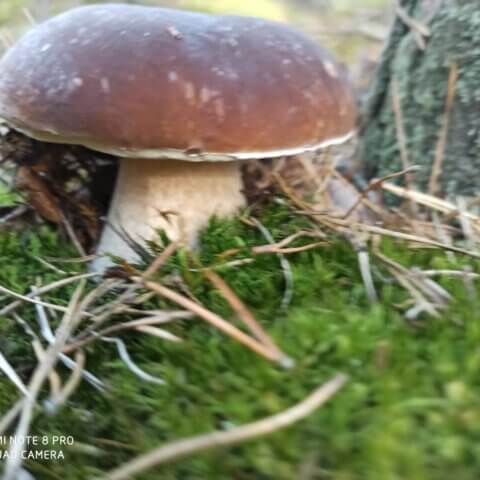 Jesień 2020 – grzybobranie