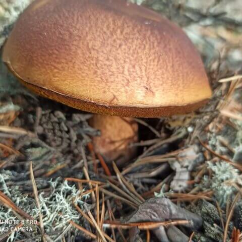 Jesień 2020 – grzybobranie