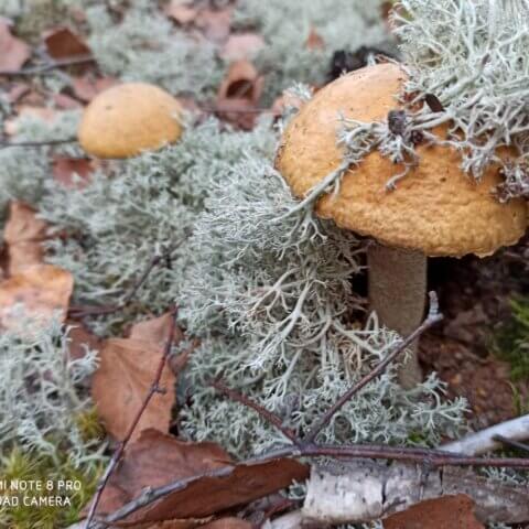 Jesień 2020 – grzybobranie